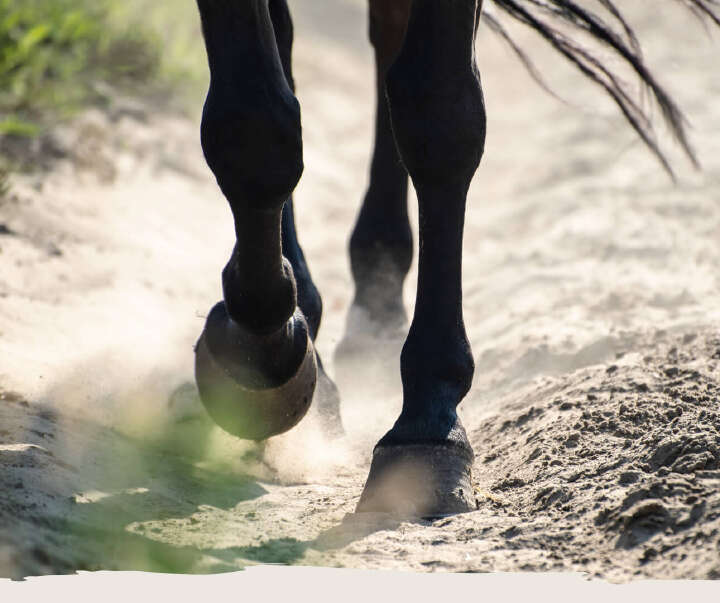 teaser pferd pferdepflege hufe derby